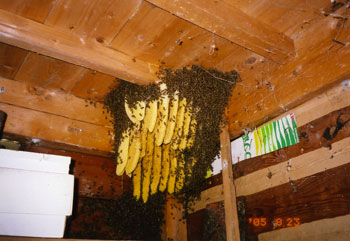 お蔵の中に営巣したニホンミツバチ
