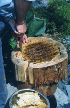 重箱型丸太式巣箱の採蜜の様子